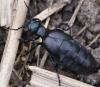 Meloe proscarabaeus